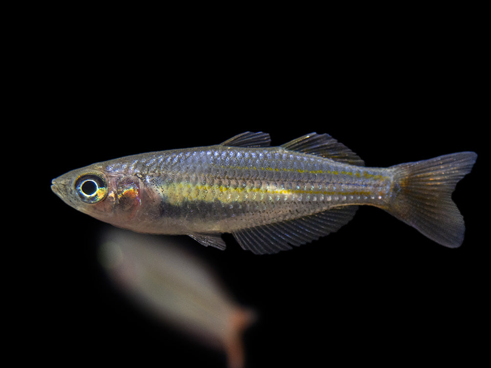 Macculloch's Dwarf Rainbowfish (Melanotaenia maccullochi) - Tank-Bred!