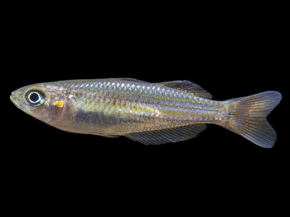 Macculloch's Dwarf Rainbowfish (Melanotaenia maccullochi) - Tank-Bred!