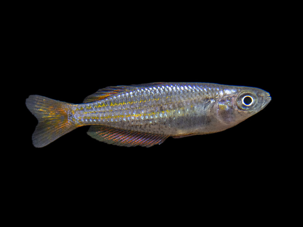 Macculloch's Dwarf Rainbowfish (Melanotaenia maccullochi) - Tank-Bred!
