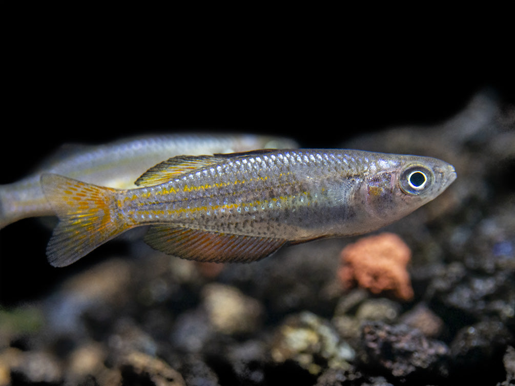 Macculloch's Dwarf Rainbowfish (Melanotaenia maccullochi) - Tank-Bred!