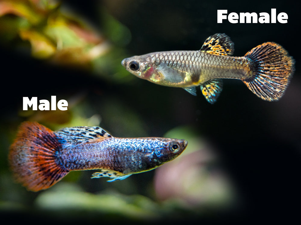 Magenta Guppy (Poecilia reticulata) – Tank Bred