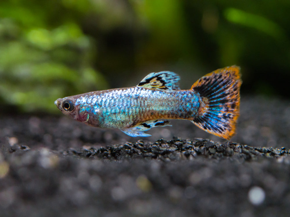 Magenta Guppy (Poecilia reticulata) – Tank Bred
