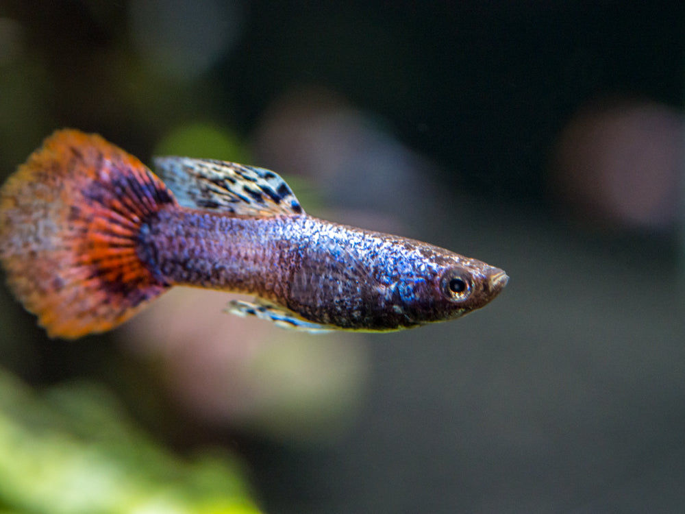 Magenta Guppy (Poecilia reticulata) – Tank Bred