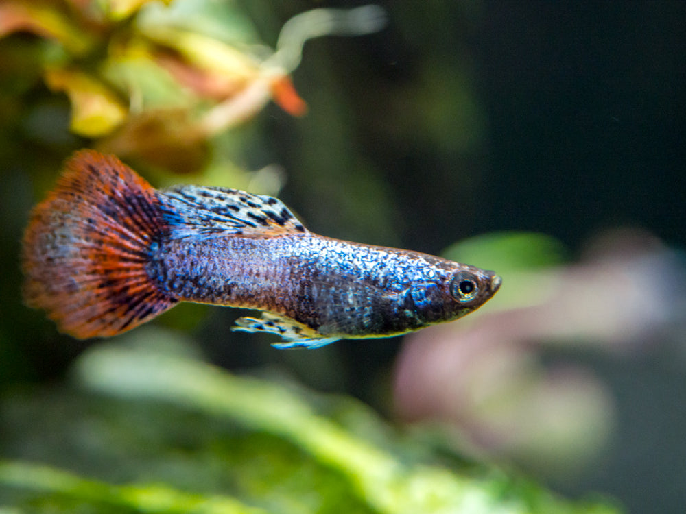 Magenta Guppy (Poecilia reticulata) – Tank Bred
