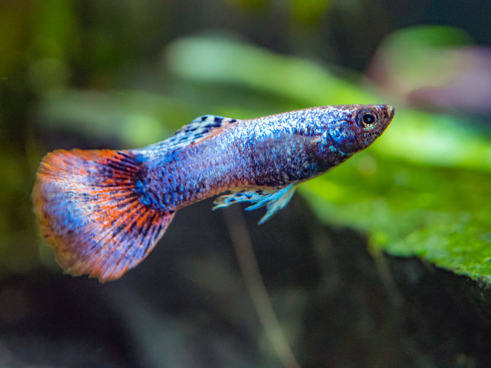 Magenta Guppy (Poecilia reticulata) – Tank Bred
