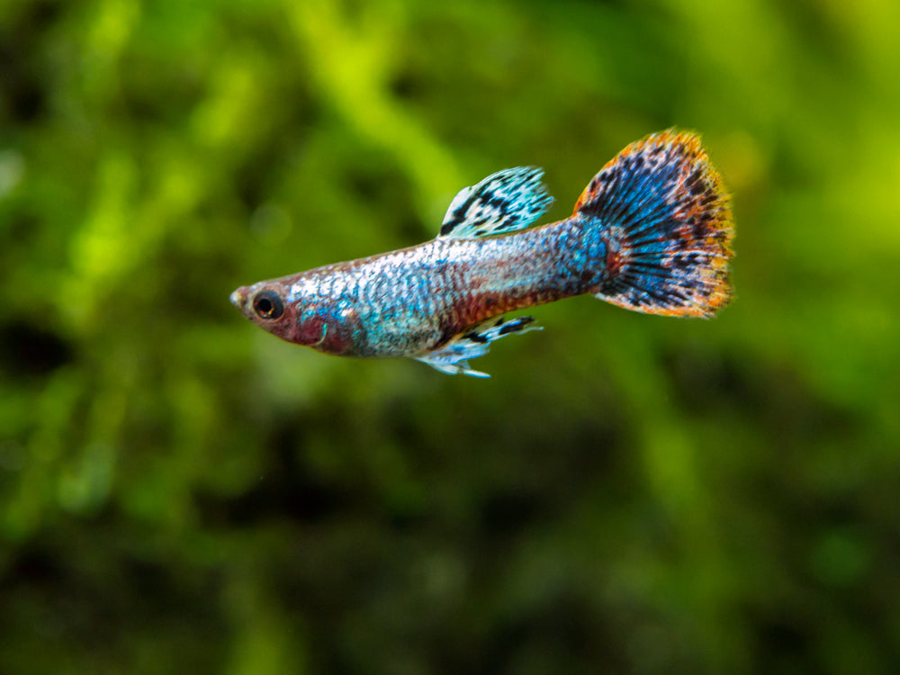 Magenta Guppy (Poecilia reticulata) – Tank Bred