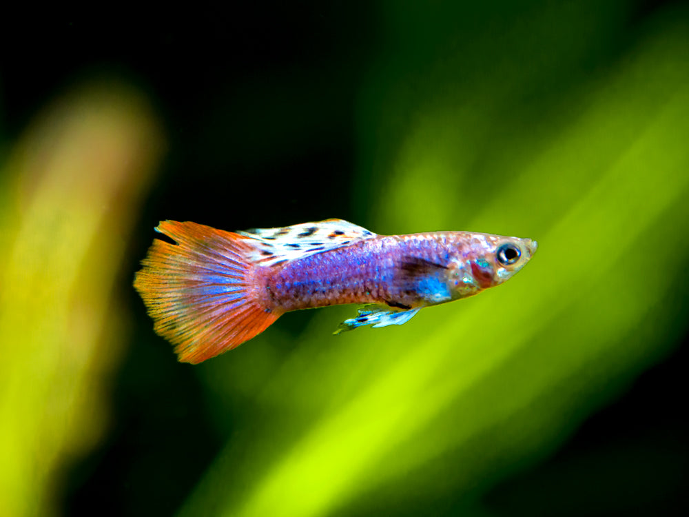 Magenta Guppy (Poecilia reticulata) – Tank Bred