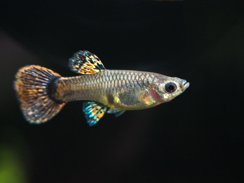 Magenta Guppy (Poecilia reticulata) – Tank Bred