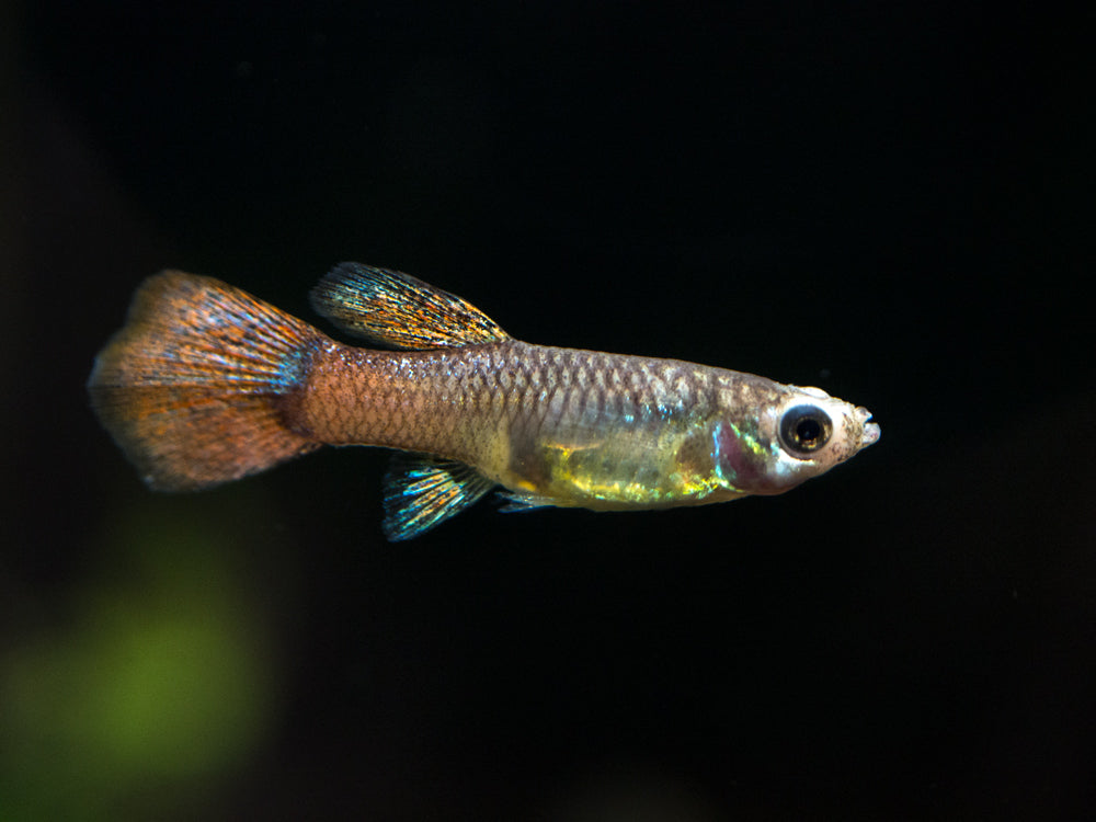 Magenta Guppy (Poecilia reticulata) – Tank Bred