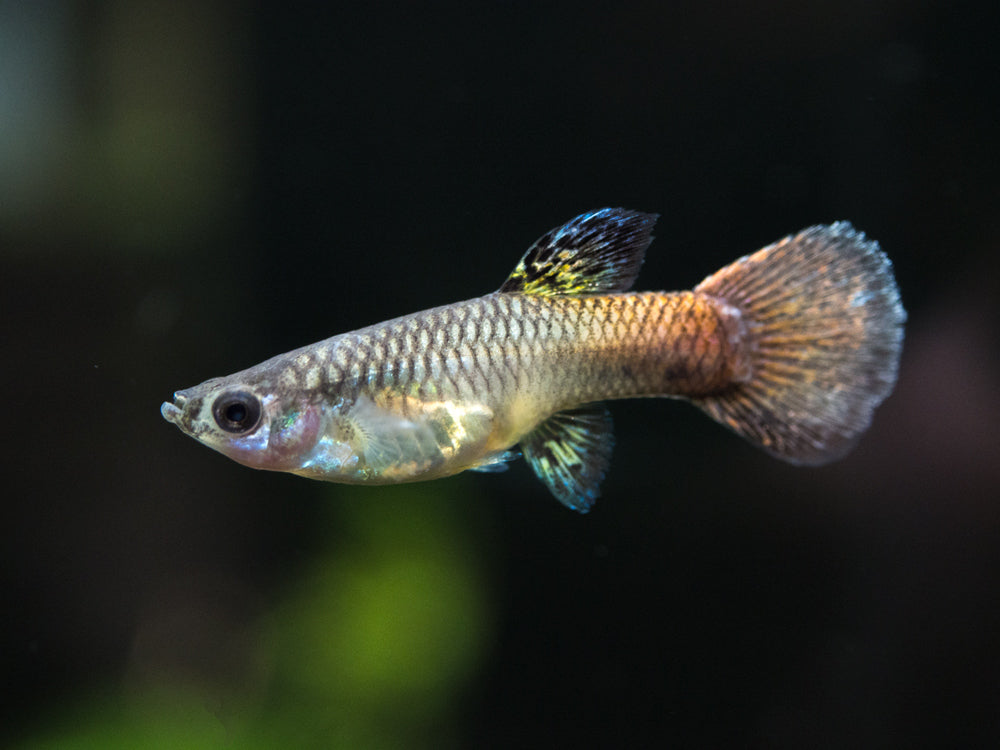 Magenta Guppy (Poecilia reticulata) – Tank Bred