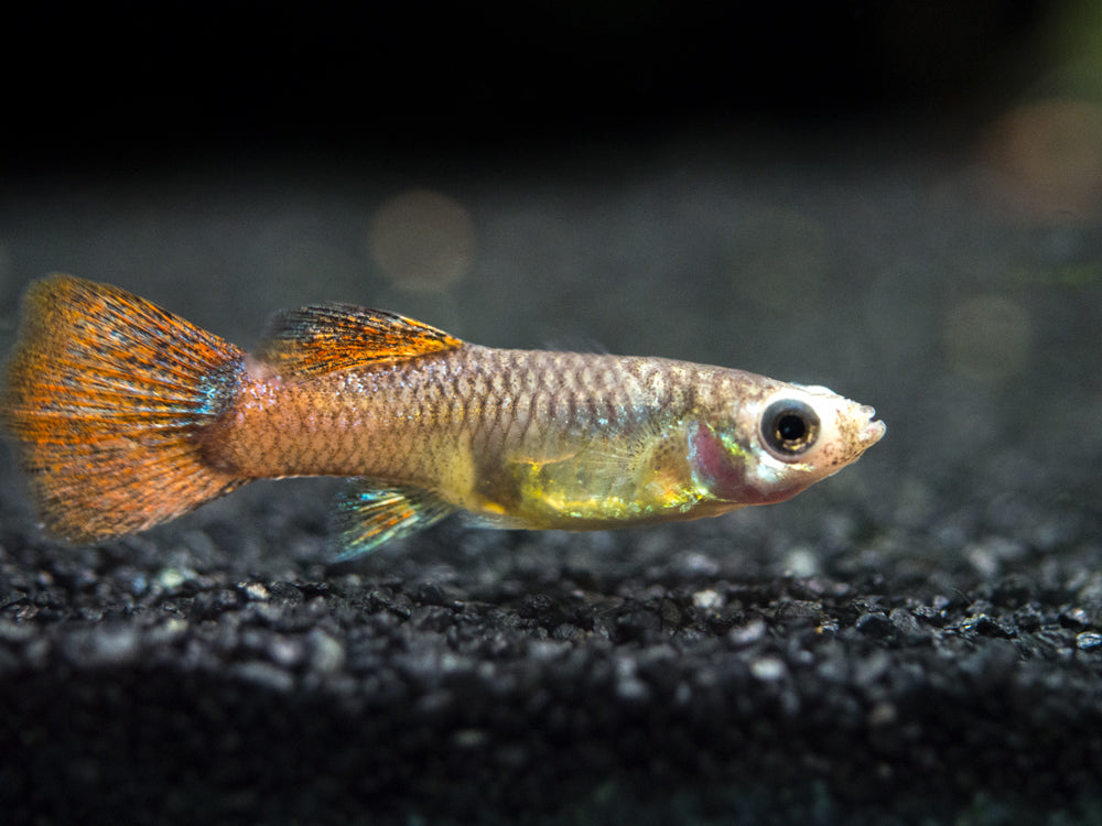 Magenta Guppy (Poecilia reticulata) – Tank Bred