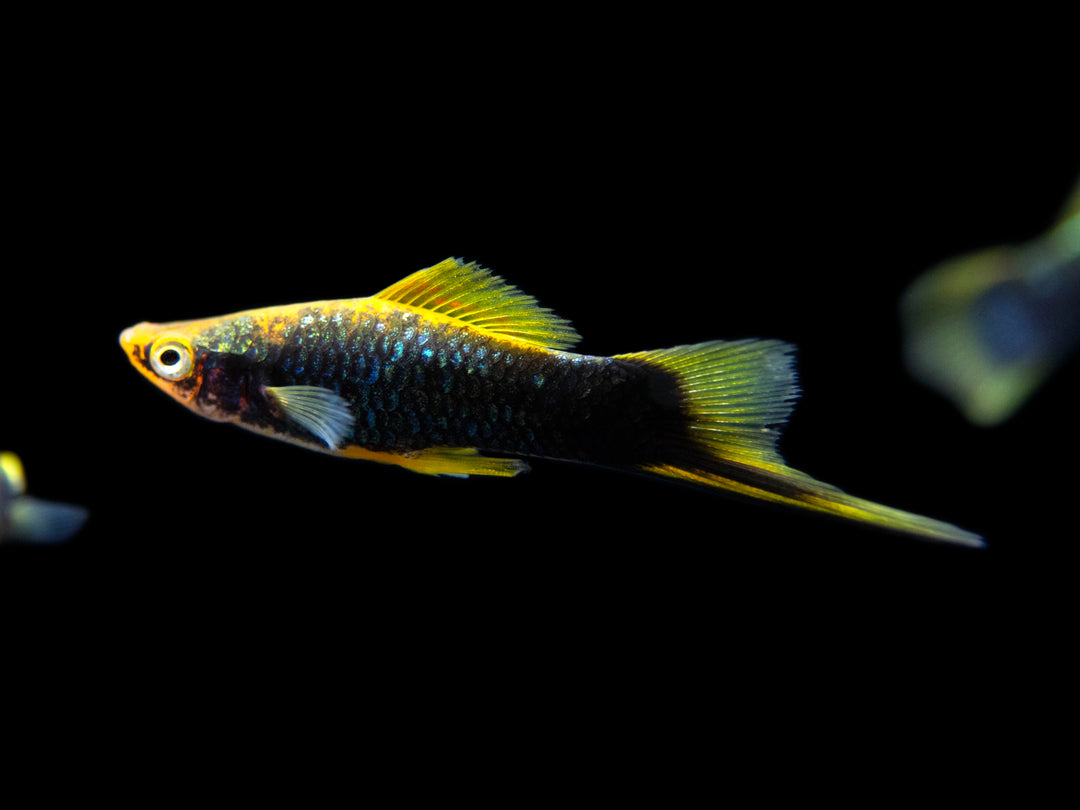 Hamburger Swordtail (Xiphophorus helleri hybrid) Tank-Bred!