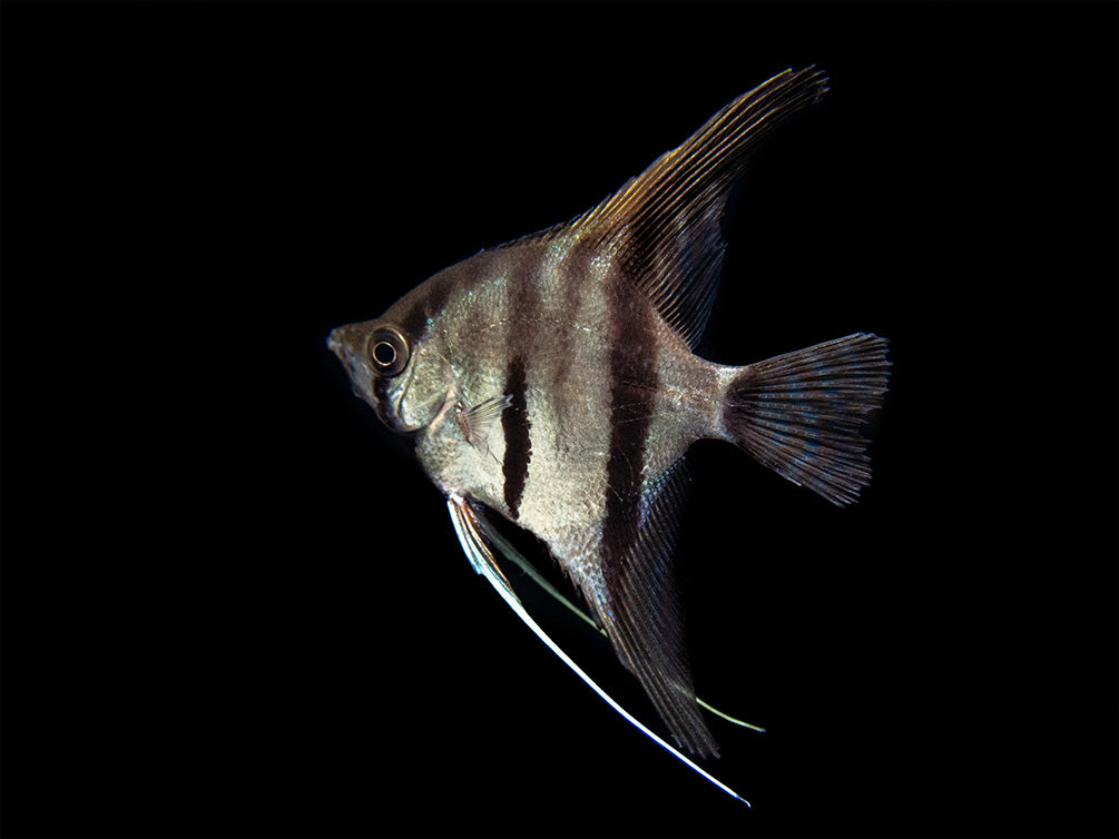 Red Shoulder Manacapuru Angelfish (Pterophyllum scalare) - TANK-BRED!!!