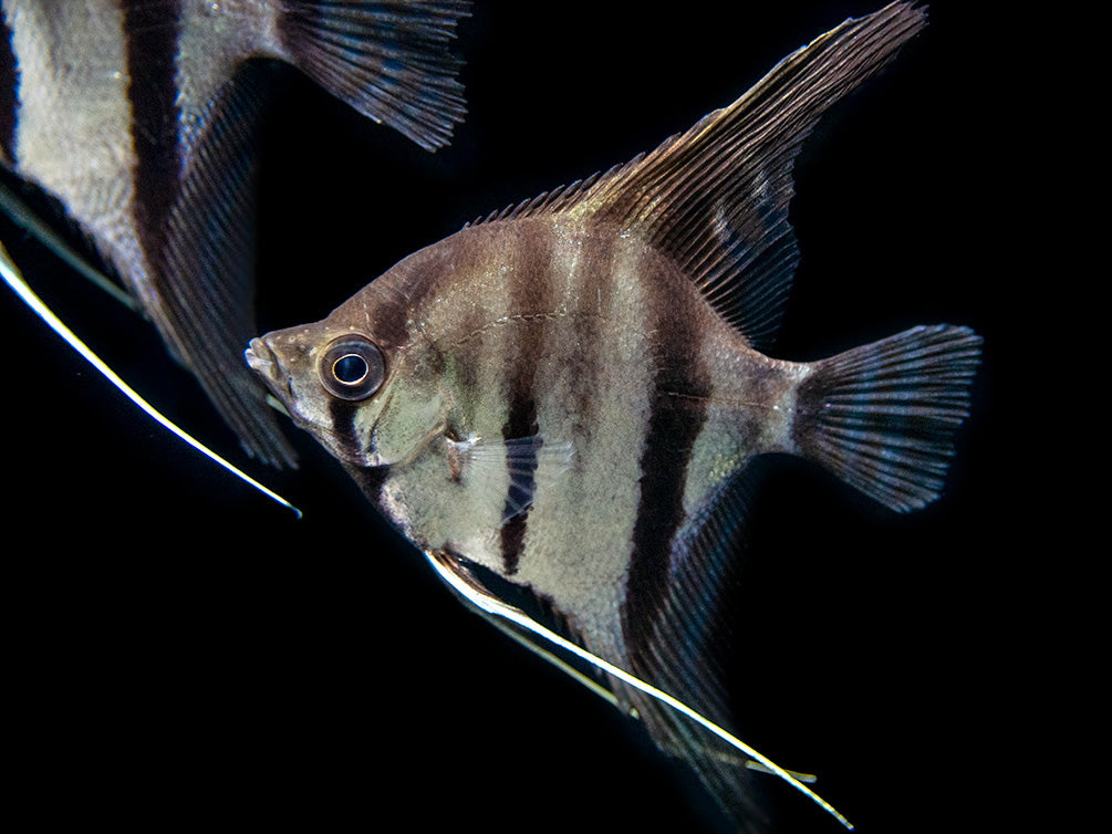 Red Shoulder Manacapuru Angelfish (Pterophyllum scalare) - TANK-BRED!!!