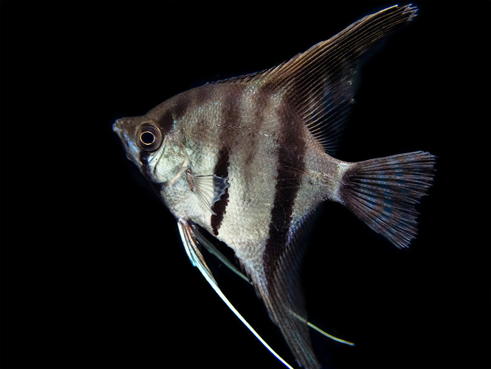 Red Shoulder Manacapuru Angelfish (Pterophyllum scalare) - TANK-BRED!!!