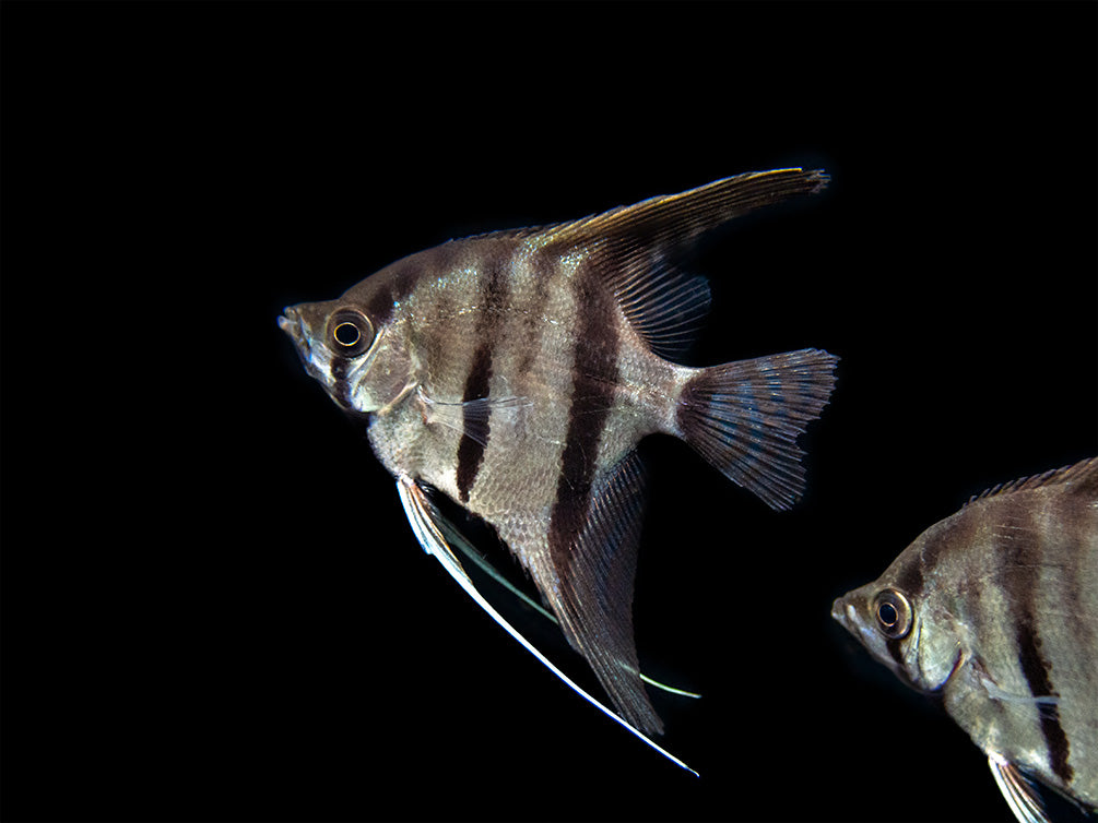 Red Shoulder Manacapuru Angelfish (Pterophyllum scalare) - TANK-BRED!!!