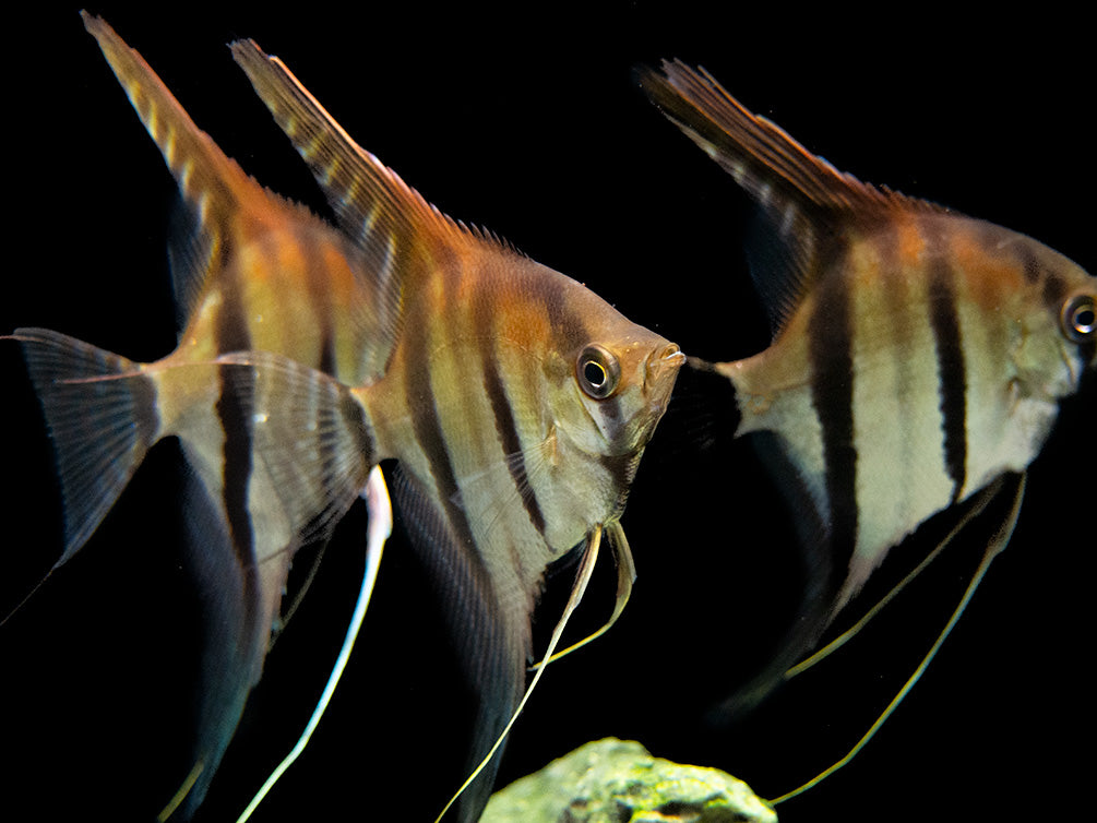 Red Shoulder Manacapuru Angelfish (Pterophyllum scalare) - TANK-BRED!!!