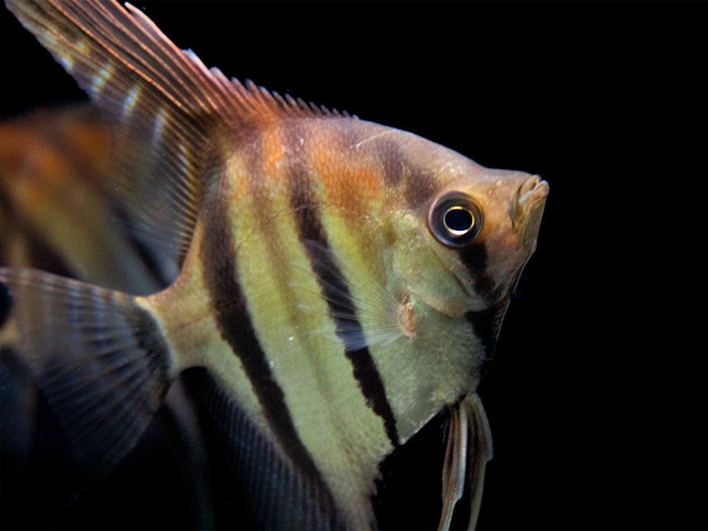 Red Shoulder Manacapuru Angelfish (Pterophyllum scalare) - TANK-BRED!!!