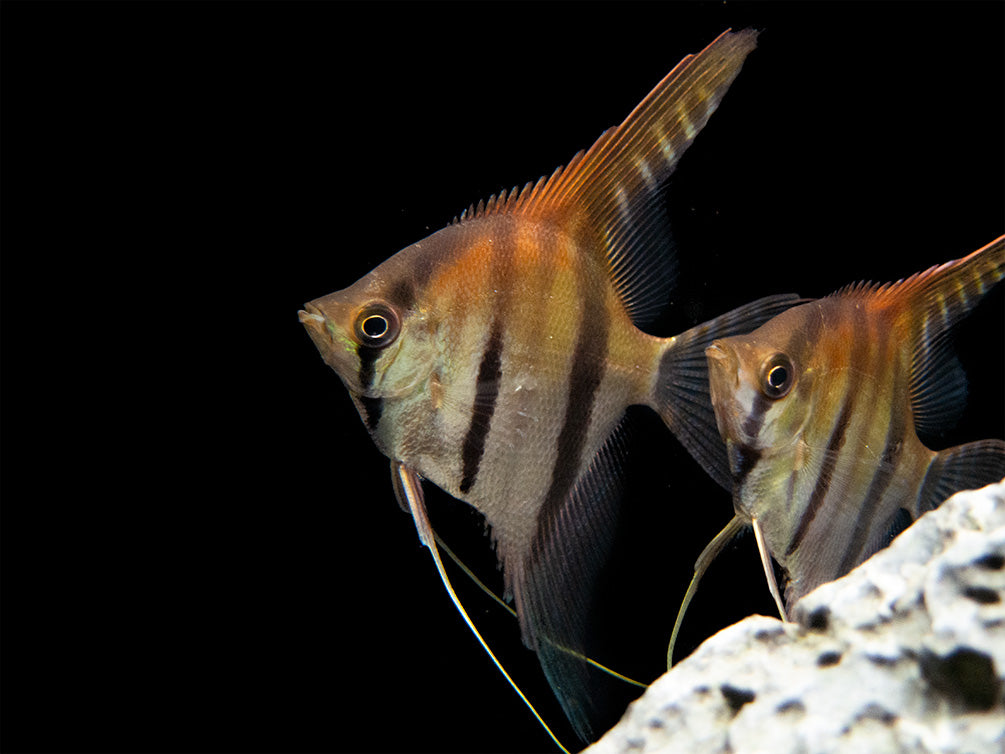 Red Shoulder Manacapuru Angelfish (Pterophyllum scalare) - TANK-BRED!!!