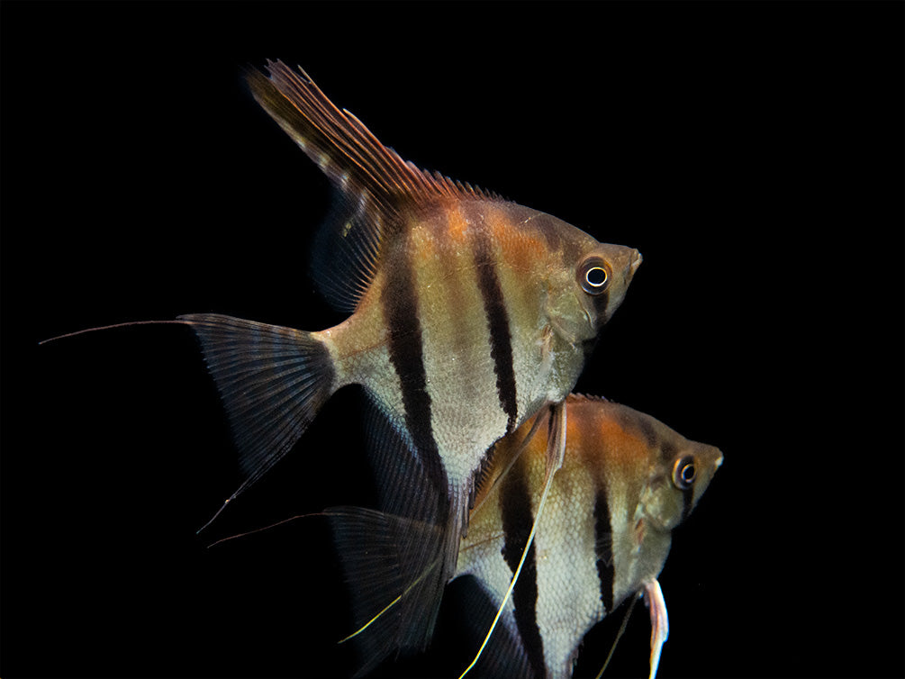 Red Shoulder Manacapuru Angelfish (Pterophyllum scalare) - TANK-BRED!!!