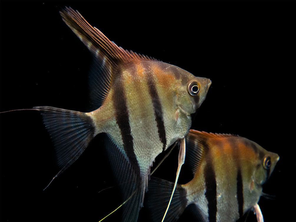 Red Shoulder Manacapuru Angelfish (Pterophyllum scalare) - TANK-BRED!!!