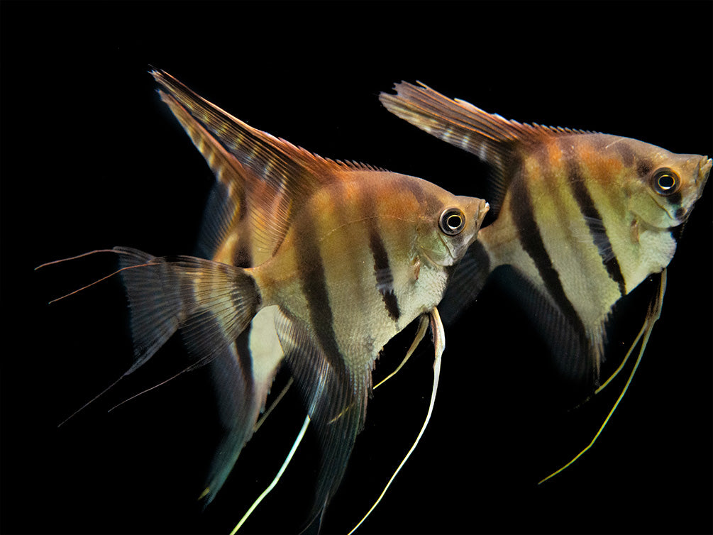 Red Shoulder Manacapuru Angelfish (Pterophyllum scalare) - TANK-BRED!!!
