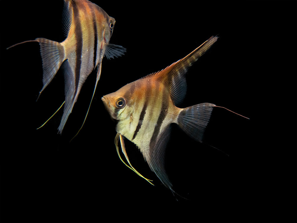 Red Shoulder Manacapuru Angelfish (Pterophyllum scalare) - TANK-BRED!!!