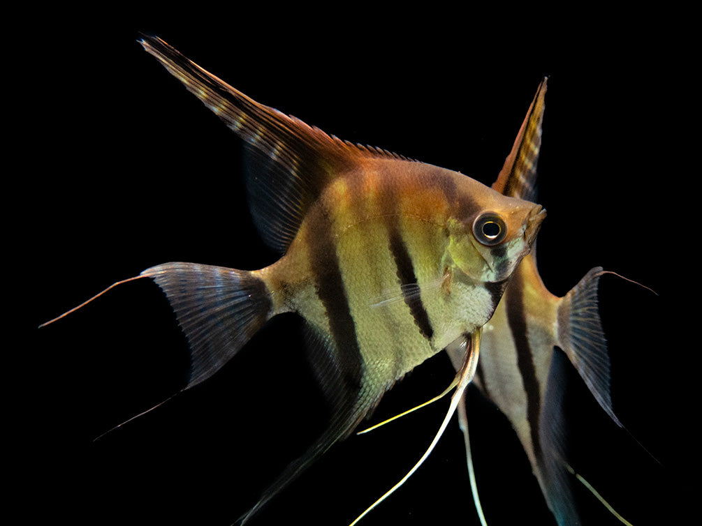 Red Shoulder Manacapuru Angelfish (Pterophyllum scalare) - TANK-BRED!!!