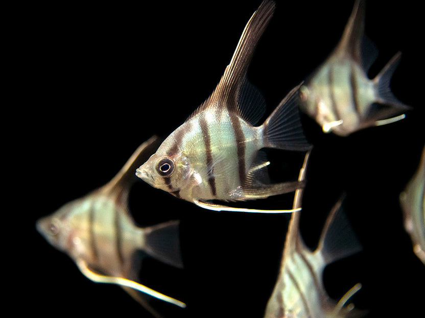 Angelfish – Page 2 – Aquatic Arts