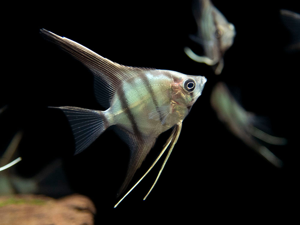 Red Shoulder Manacapuru Angelfish (Pterophyllum scalare) - TANK-BRED!!!