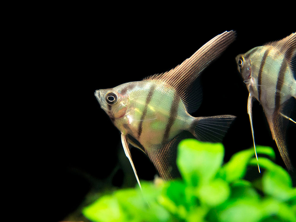 Red Shoulder Manacapuru Angelfish (Pterophyllum scalare) - TANK-BRED!!!