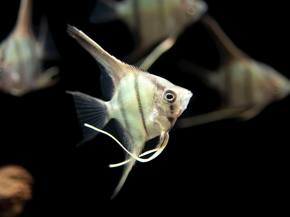 Red Shoulder Manacapuru Angelfish (Pterophyllum scalare) - TANK-BRED!!!