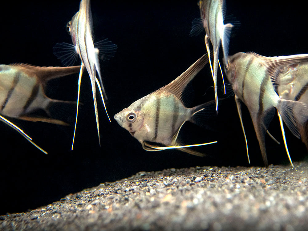 Red Shoulder Manacapuru Angelfish (Pterophyllum scalare) - TANK-BRED!!!