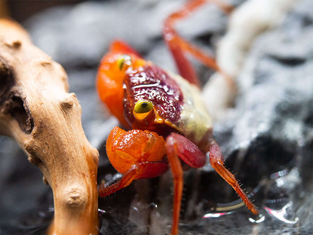 Mandarin Vampire Crab (Geosesarma notophorum)