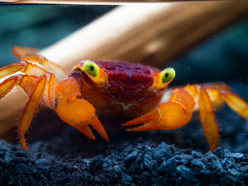 Mandarin Vampire Crab (Geosesarma notophorum)