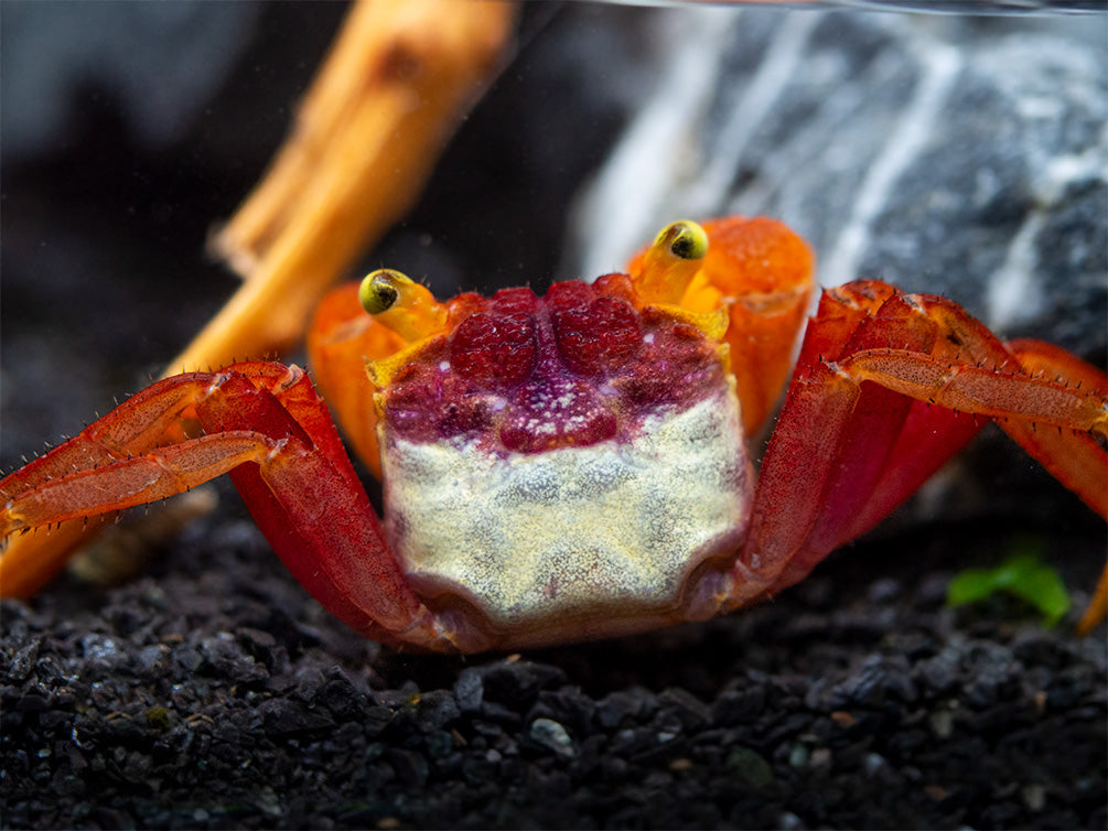 Mandarin Vampire Crab (Geosesarma notophorum)