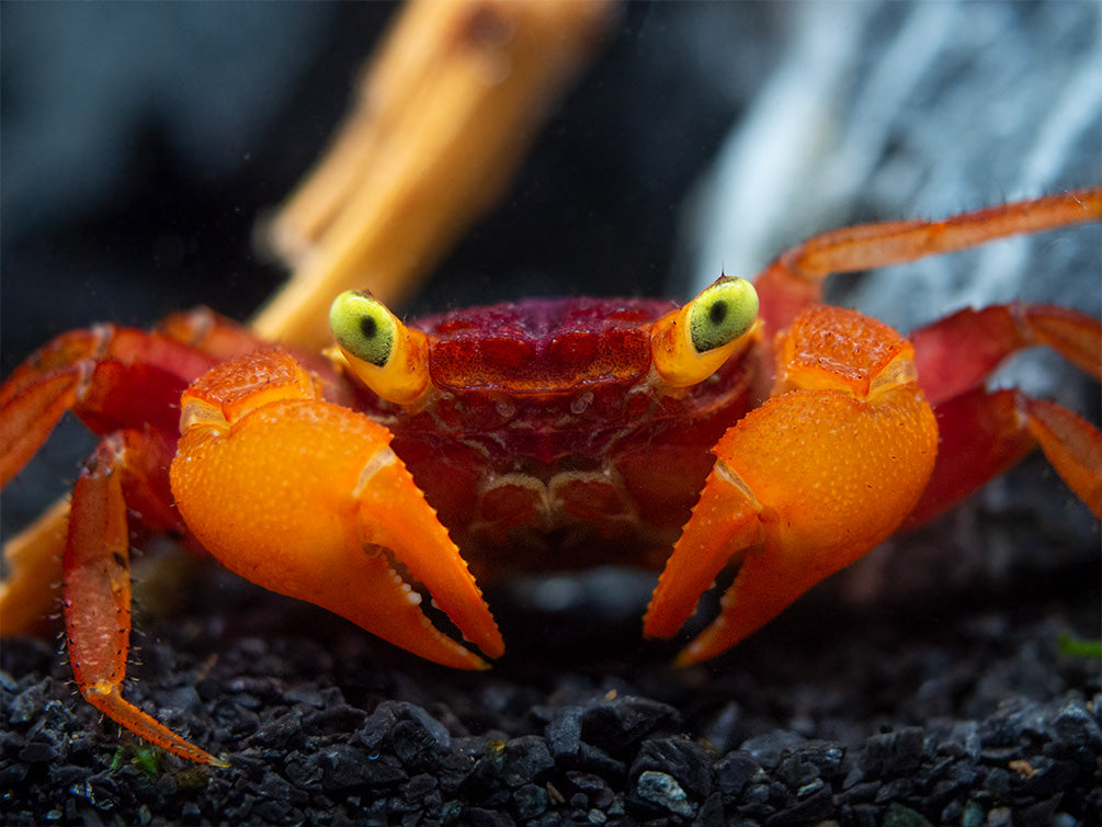 Mandarin Vampire Crab (Geosesarma notophorum)