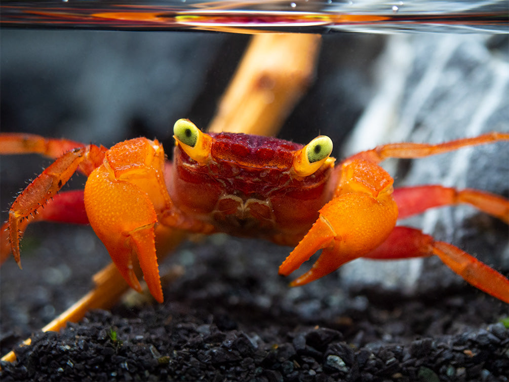 Mandarin Vampire Crab (Geosesarma notophorum)