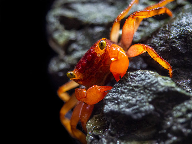 Mandarin Vampire Crab (Geosesarma notophorum)