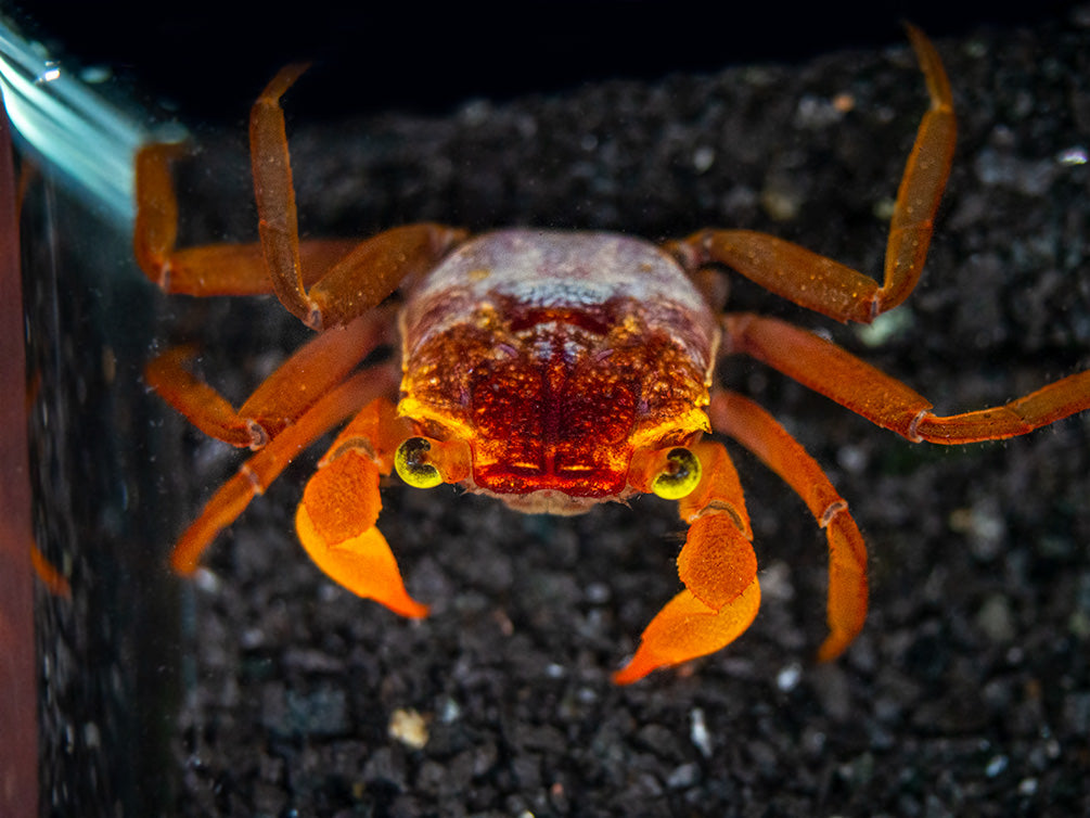 Mandarin Vampire Crab (Geosesarma notophorum)