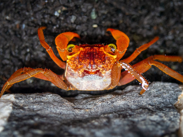 Mandarin Vampire Crab (Geosesarma notophorum)