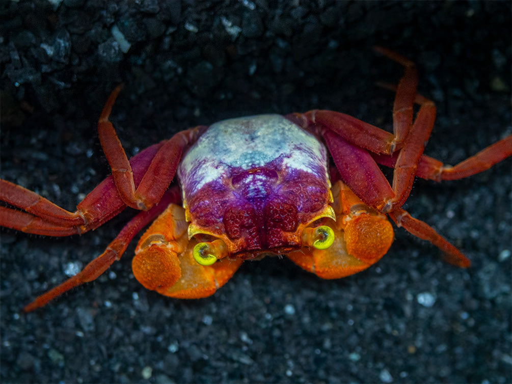 Mandarin Vampire Crab (Geosesarma notophorum)