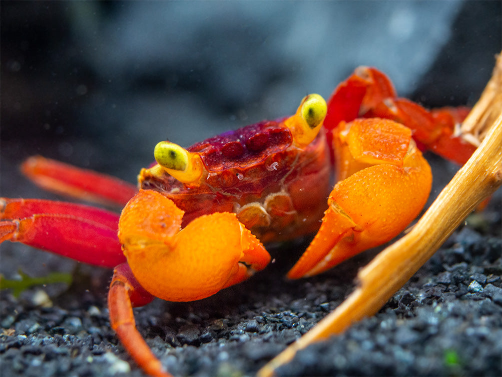 Mandarin Vampire Crab (Geosesarma notophorum)