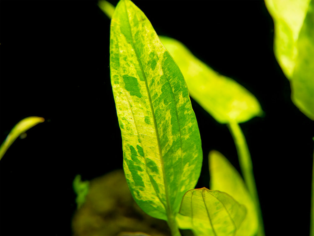 Marble Queen Radican Sword (Echinodorus cordifolius "Marble Queen"), bare root