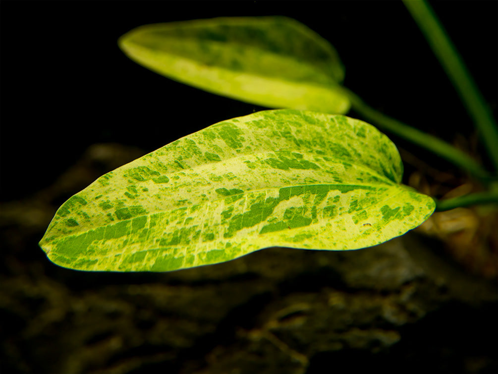 Marble Queen Radican Sword (Echinodorus cordifolius "Marble Queen"), bare root