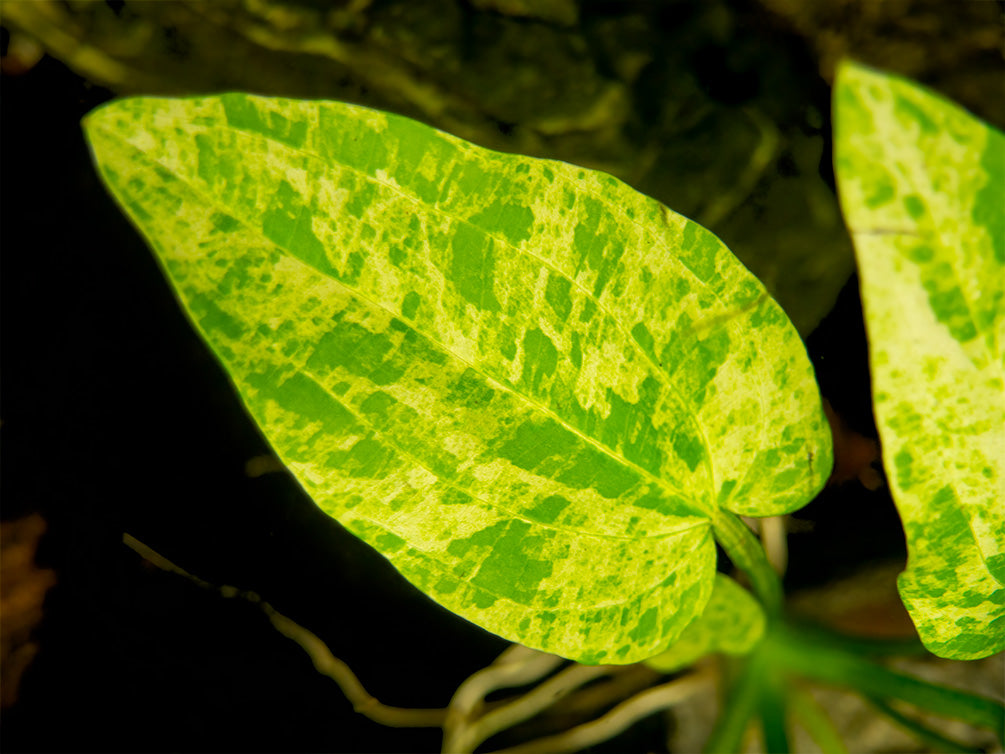 Marble Queen Radican Sword (Echinodorus cordifolius "Marble Queen"), bare root