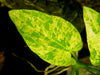 Marble Queen Radican Sword (Echinodorus cordifolius 