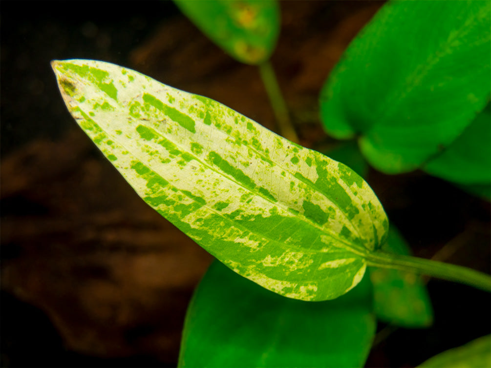 Marble Queen Radican Sword (Echinodorus cordifolius "Marble Queen"), bare root