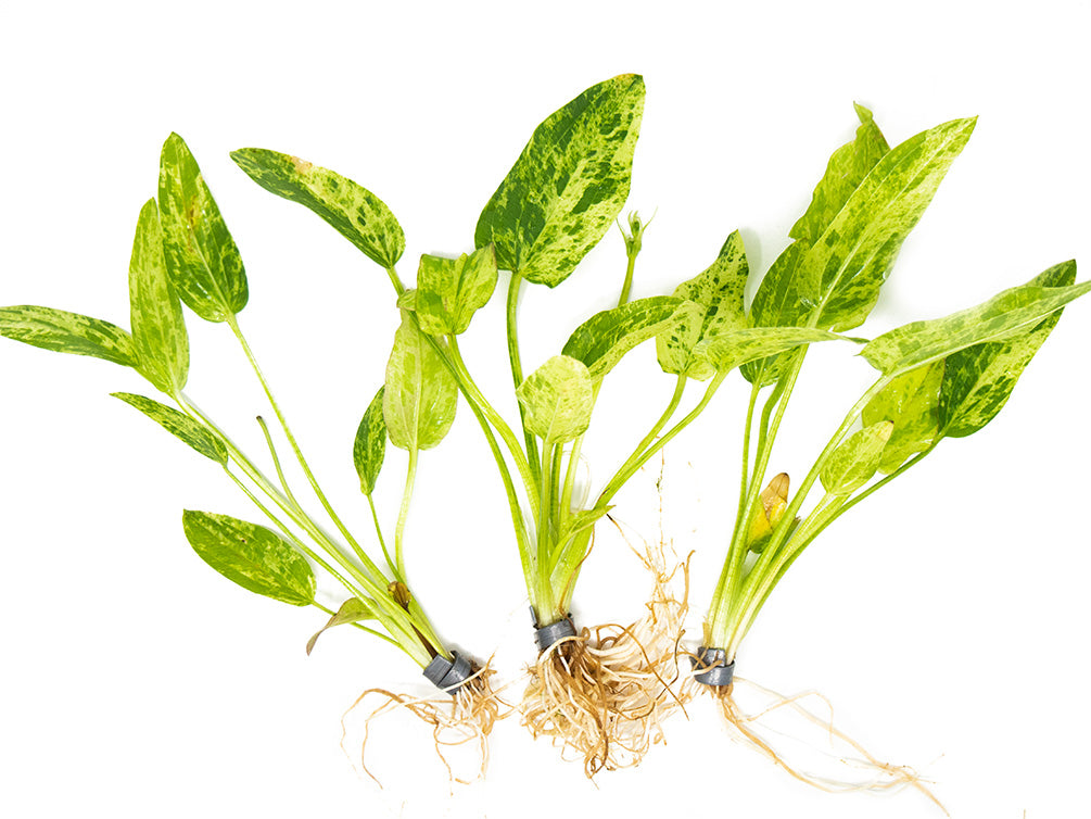 Marble Queen Radican Sword (Echinodorus cordifolius "Marble Queen"), bare root