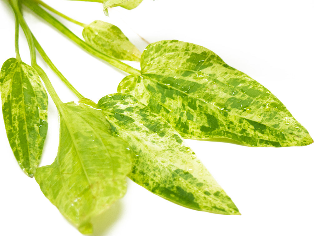 Marble Queen Radican Sword (Echinodorus cordifolius "Marble Queen"), bare root